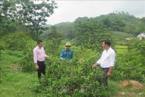 Đã giải ngân 5.700 tỷ đồng cho 19 địa phương vùng dân tộc, miền núi phía Bắc