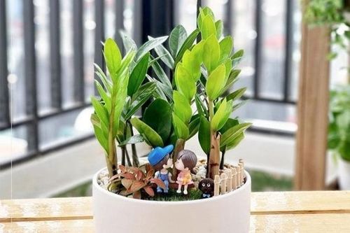 Cây kim tiền hợp với người mệnh nào nhất?