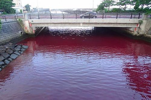 Chất phụ gia rò rỉ từ nhà máy bia nhuộm đỏ như máu vùng biển Nhật Bản