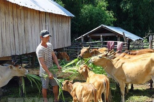 Phân bổ ngân sách thực hiện mục tiêu phát triển vùng đồng bào thiểu số