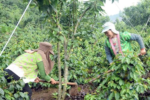 Tuần Giáo: Mùa lê đầu cho trái ngọt