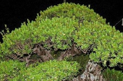 Cây hải sơn tùng thế nhỏ bé lại cong queo, có gì đặc biệt mà giá lên đến 2 tỷ đồng?