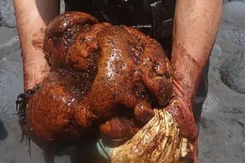 Mổ bụng cá nhà táng, phát hiện khối 'vàng nổi' trị giá 13 tỷ đồng