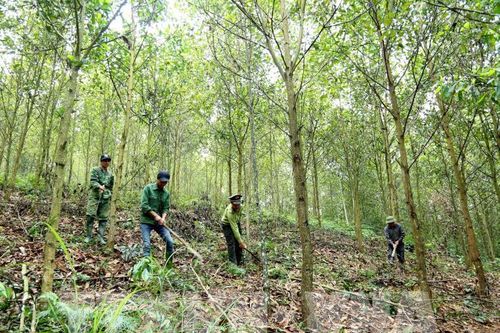 Thái Nguyên duy trì độ che phủ rừng trên 46%