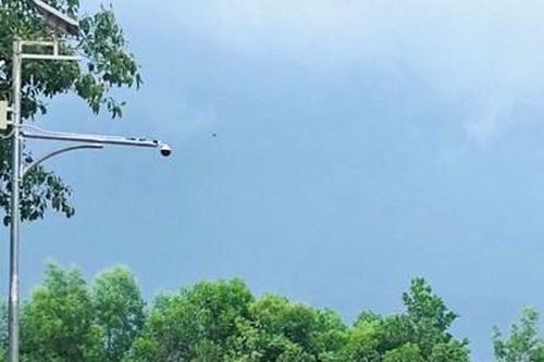 Lắp camera để bảo vệ rừng