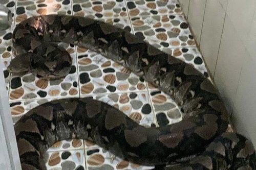 Rùng mình phát hiện con trăn gấm 50kg bò trong nhà vệ sinh