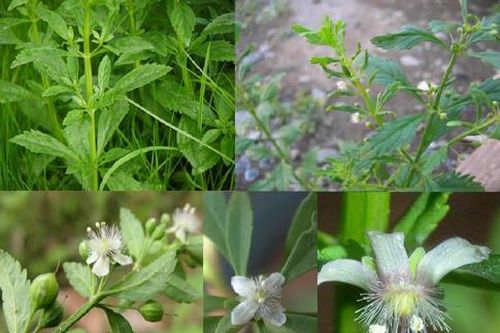 Cam thảo nam giải độc, lợi tiểu