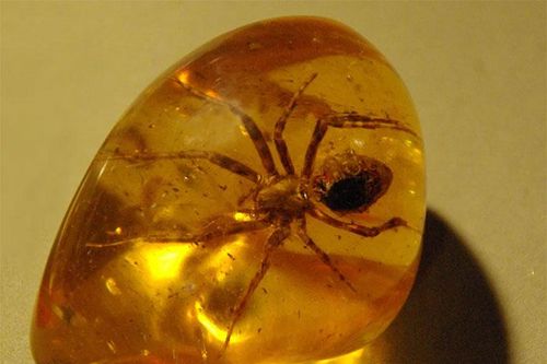 Nước bên trong viên hổ phách 99 triệu năm tuổi: Thấy gì dưới kính hiển vi?