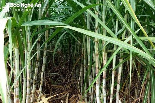 Công ty CP Mía đường Sông Con: Đồng hành cùng nông dân chăm sóc vùng nguyên liệu