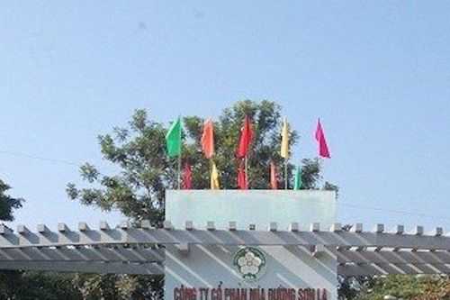 Thị giá đứng top sàn chứng khoán, Mía đường Sơn La có gì hấp dẫn?