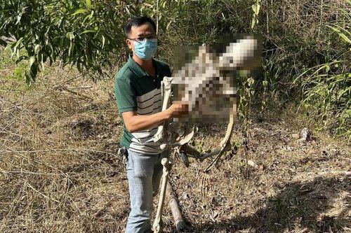 Hú hồn với bộ 'xương người'
