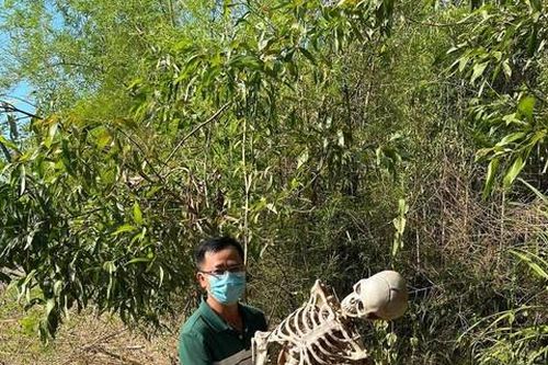 Sự thật việc phát hiện 'bộ xương người' trong rừng keo