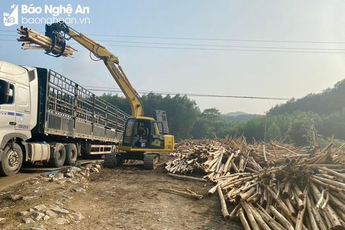Nông dân Nghệ An phấn khởi khi keo lai bất ngờ tăng giá trở lại