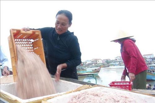 Ngư dân bãi ngang Quảng Bình trúng vụ ruốc biển