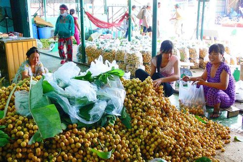 Rộn ràng mùa buôn trái cây núi Cấm