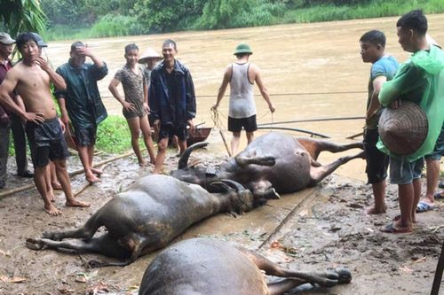 Sơn La: Mưa lũ cuốn trôi trâu, nhiều nơi ngập lụt