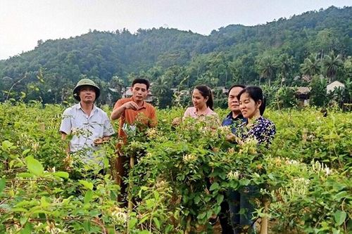 Lang Chánh mở rộng diện tích cây dược liệu