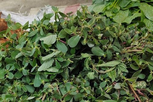 Thứ rau dại mọc nhiều sau mưa thành đặc sản được nhiều gia đình lùng mua dù đắt hơn rau thông thường