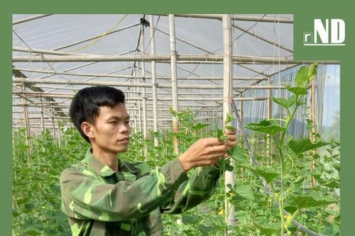 Làm giàu với nông nghiệp công nghệ cao
