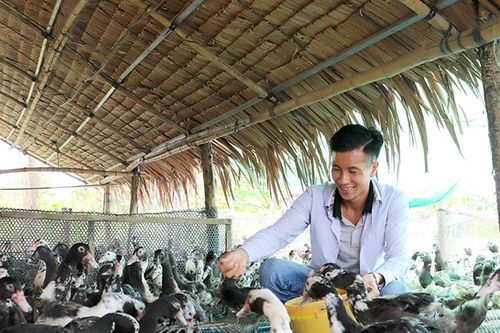 Tập trung các giải pháp phát triển ngành hàng vịt