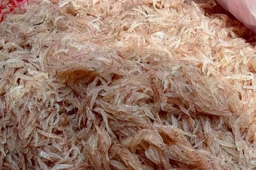 Quảng Bình: Ngư dân thu tiền triệu mỗi ngày đánh bắt ruốc biển