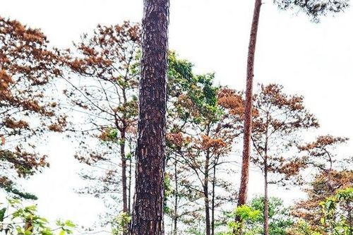 Lâm Đồng: Tạm đình chỉ công tác 2 Chủ tịch UBND xã để xảy ra phá rừng