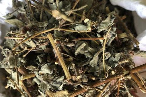 Bài thuốc trị đầy bụng, khó tiêu từ hoắc hương
