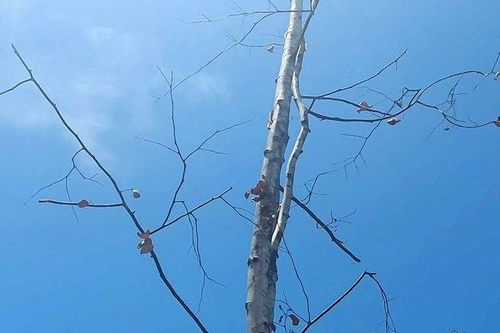 Số phận lay lắt của gần 100 cây Sao đen bứng đi rồi trồng lại ở Huế