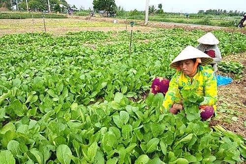 Kinh tế- xã hội Chợ Mới khởi sắc, tăng trưởng cao