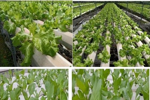 Công nghệ trồng rau sạch bằng thủy canh hoàn lưu