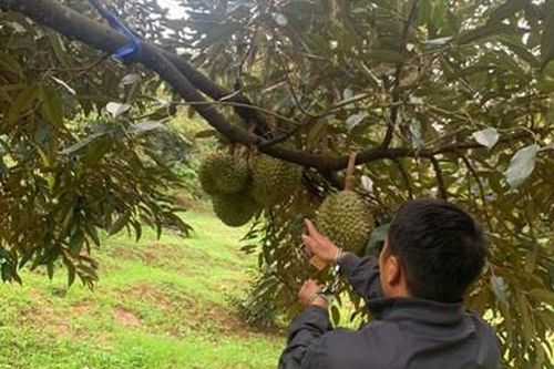 Bắt 2 đối tượng trộm cắp 700kg sầu riêng của người dân ở Đắk Nông