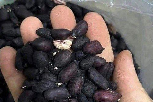 Loại lạc có màu lạ, giá đắt gấp đôi lạc thường nhưng vẫn hút khách