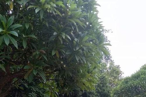 Những ngôi mộ gió