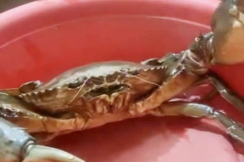Nông dân ở Sóc Trăng bắt được cua nặng gần 2 cân