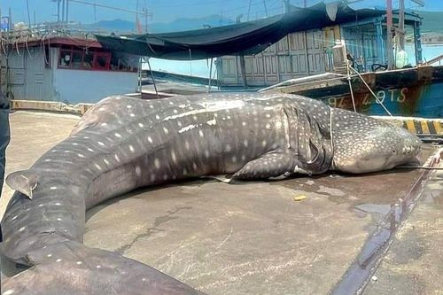 Cá voi nhám nặng gần 2,5 tấn chết ở bờ biển Nghệ An