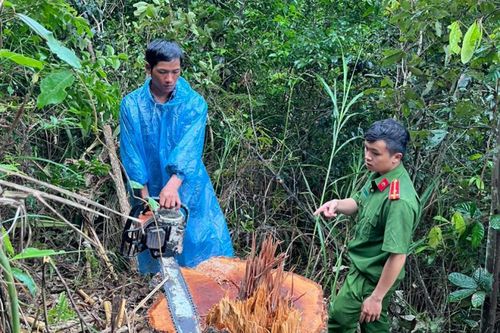 Khởi tố 4 đối tượng phá rừng
