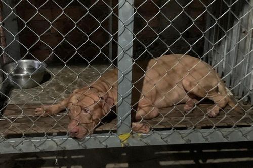 Xử lý chó Pitbull cắn chết cụ bà 82 tuổi ở Bình Dương