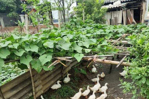 Những ngày xưa thương nhớ…