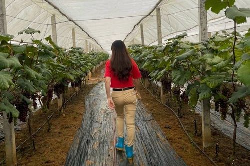 Liên kết hàng hóa giúp nông thôn mới 'làm tới đâu, chắc tới đó'