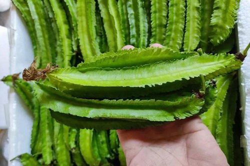 Quả đậu rồng ví như 'vàng xanh' được thế giới săn lùng, ăn vào nhận vô vàn lợi ích