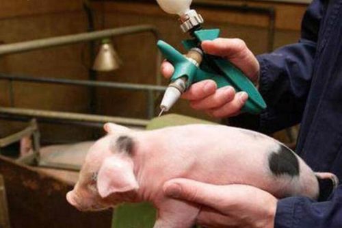 Việt Nam sẽ xuất khẩu 2 triệu liều vaccine dịch tả lợn châu Phi sang Philippine và Indonesia