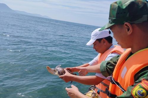 Tận mục cá thể đồi mồi dứa quý hiếm được thả về biển Khánh Hòa