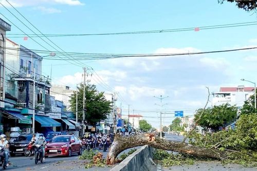 Khánh Hòa: Cành của cây di sản rơi chắn ngang đường