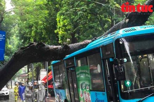 Cây cổ thụ bật gốc đè bẹp xe buýt đang chở khách trong mưa dông ở Hà Nội