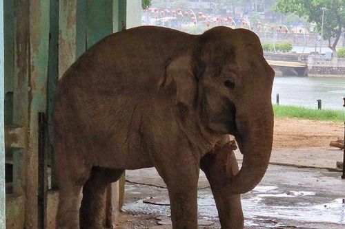Vườn thú Hà Nội nói lý do xích chân 2 con voi dù có hàng rào điện, bác tin thất thiệt