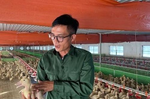 Cho vịt ngủ điều hòa, một năm thu lãi cả tỷ đồng