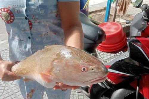 Bắt được loài cá tiền tỷ quý như vàng, ngư dân Đà Nẵng 'mừng quýnh'