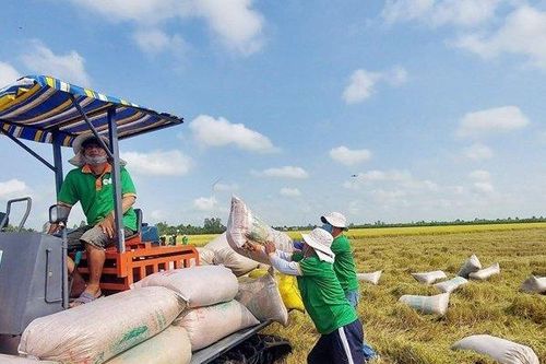 Cổ phiếu tăng nóng, doanh nghiệp ngành gạo kinh doanh phân hóa