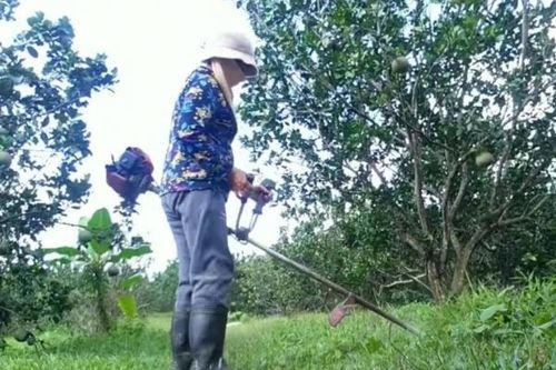 Khánh Vĩnh: Chủ động phòng, chống sâu bệnh trên cây bưởi