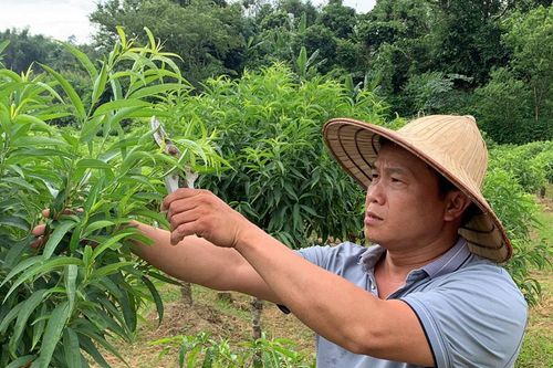 Làm giàu từ trồng đào cảnh